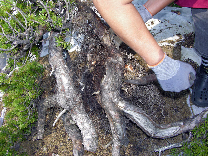 Separazione delle radici del pino mugo (8)